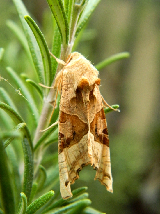 Phlogophora meticulosa?